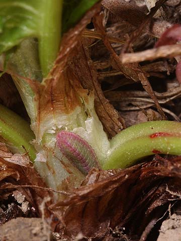 ベニシジミの幼虫