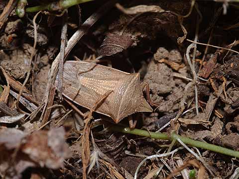 越冬中のエビイロカメムシ
