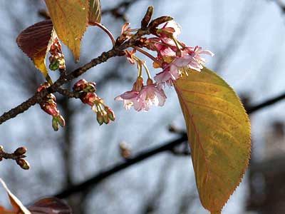 九段のカンザクラ