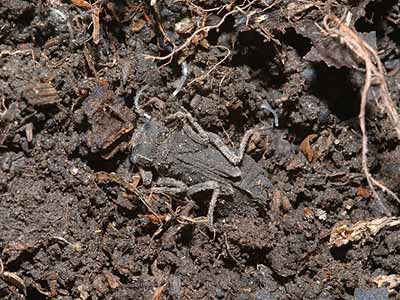 ハラビロトンボのヤゴ