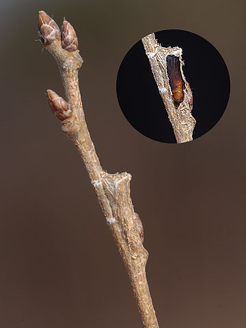 樹皮にとけこむガのマユ