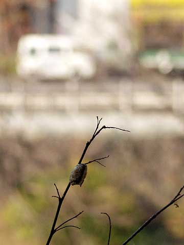 ハラビロカマキリの卵