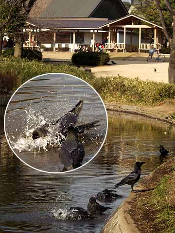東京のカラスの行水