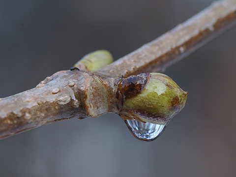 雨にぬれるニワトコの芽