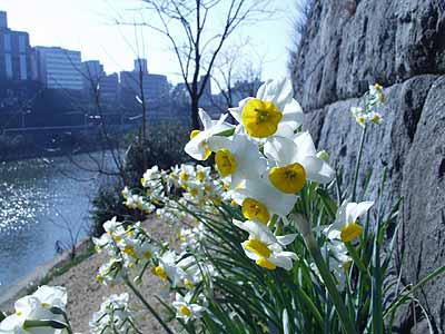 東京のスイセンは満開