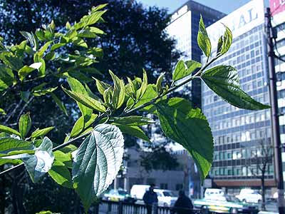 冬でも葉のあるエノキ