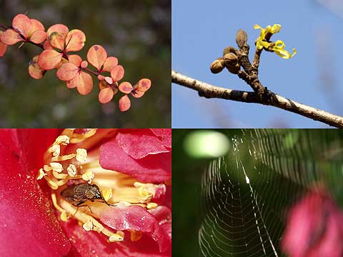 北の丸公園のマンサク