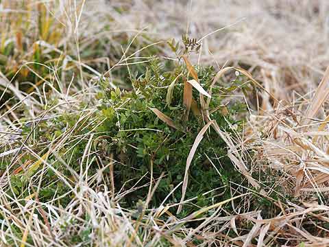 冬のカラスノエンドウ