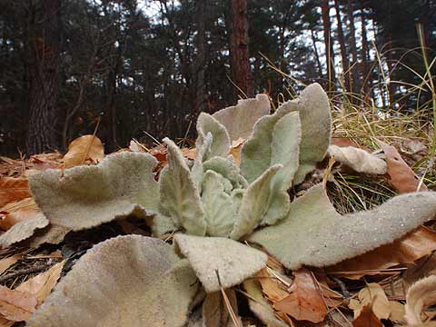ビロードモウズイカの越冬