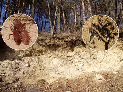 崖で越冬するカメムシ