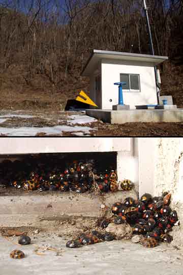 ナミテントウの越冬