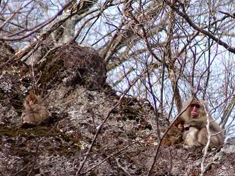 ニホンザルの親子