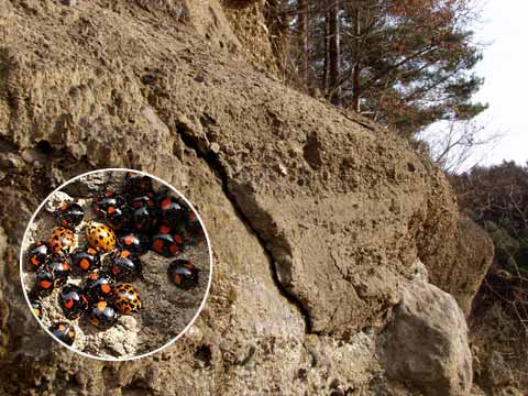 再びナミテントウの越冬を見つける