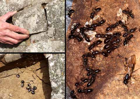 ミカドオオアリ