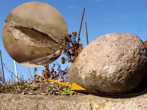 モンシロチョウの蛹