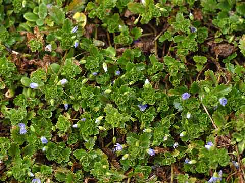 １月のオオイヌノフグリ