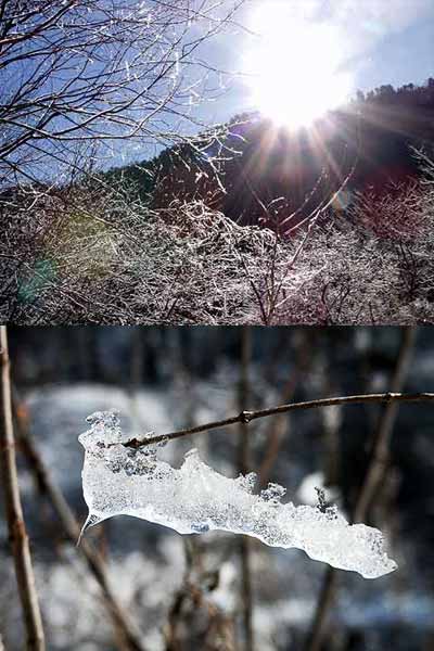 凍り付いた枝(幼虫に似た氷)