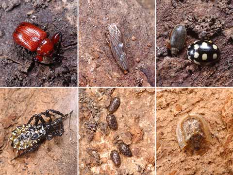 ケヤキの樹皮下で越冬する虫たち