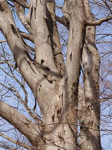 ケヤキの樹皮