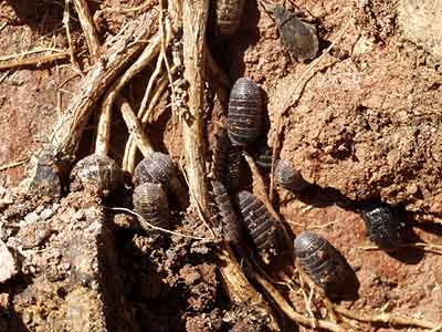 ダンゴムシの越冬