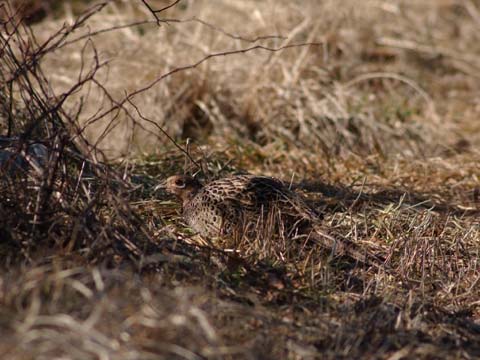 身を隠すキジ
