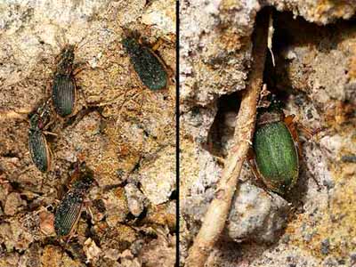 アオゴミムシの越冬