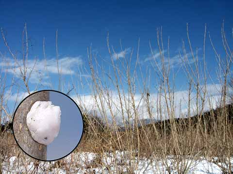 ツノロウカイガラムシ