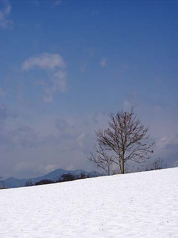 雪原