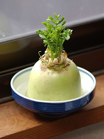 ダイコンの水栽培