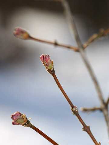 ウグイスカグラの花芽
