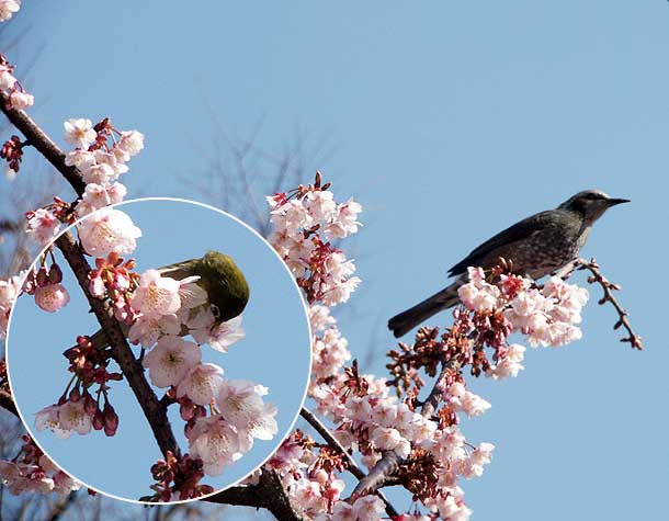 カンザクラに来たメジロとヒヨドリ