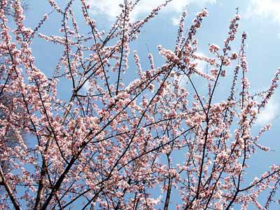 九段のカンザクラのその後