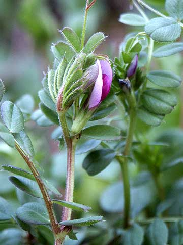 東京のカラスノエンドウ