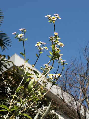東京のハルジオン