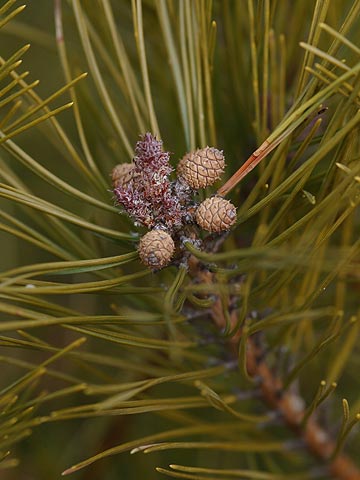 小さな松ぼっくり