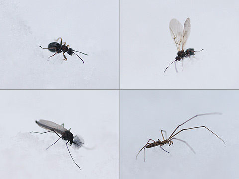 雪の上の小さな虫たち