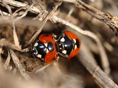 ナナホシテントウ