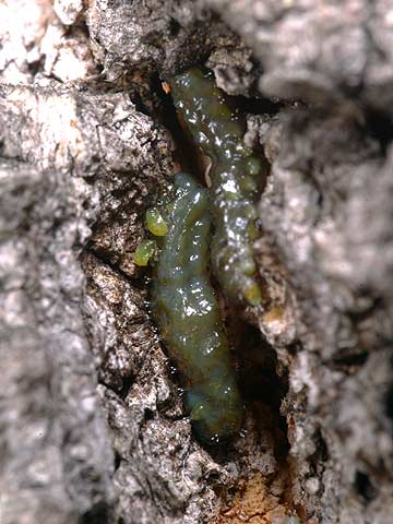 クヌギカメムシの孵化