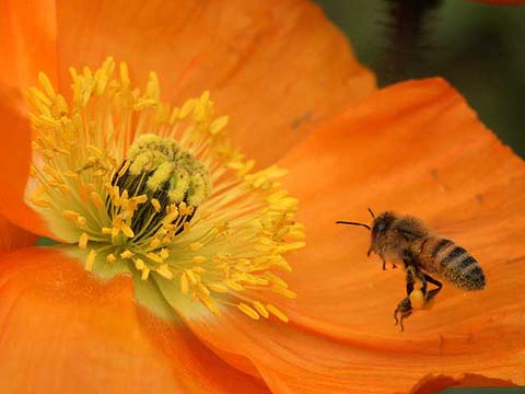 房総のポピーとミツバチ