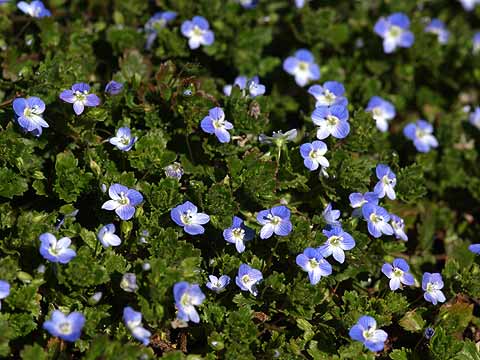 オオイヌノフグリが満開