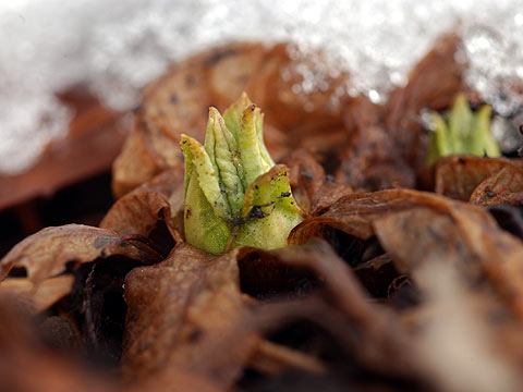 サクラソウの芽
