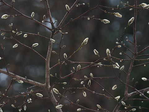 コブシの冬芽