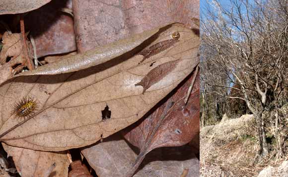 エノキの落ち葉で見つけた虫