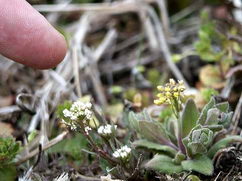 ナズナとイヌナズナ