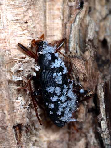 クチキムシの越冬