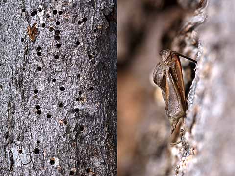 幹に刺さったハチの産卵管