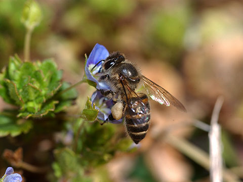 ニホンミツバチ