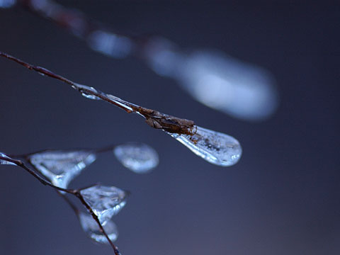 氷づけになったホシミスジの幼虫