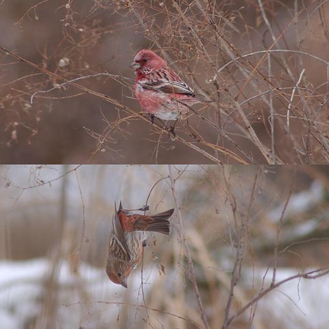 オオマシコのオスとメス