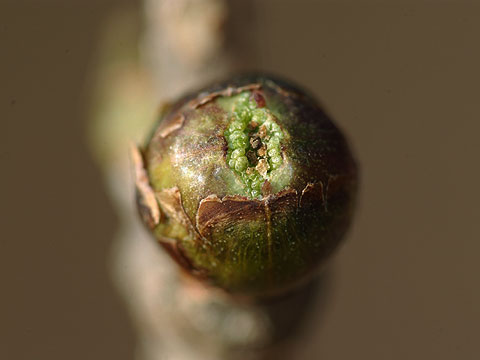 開きはじめたニワトコの芽